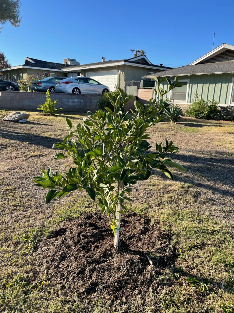 Young Orange Tree Growing Well Managed by He Provides Raised Bed Gardens in Grand Terrace California