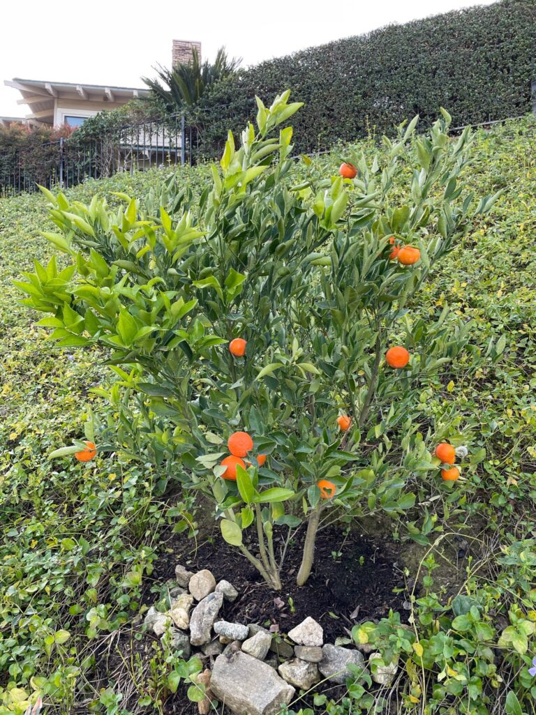Young Tangerine Tree After He Provides Raised Bed Gardens Routine Fruit Tree Maintenance In Redlands California
