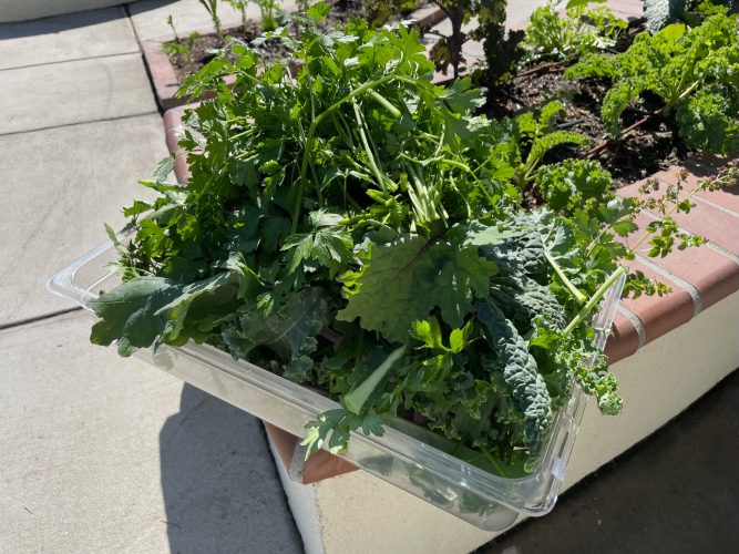 Parsley Dino Kale Red Russian Kale Harvest in Plastic Container in a Beautiful Raised Bed Garden in Upland California by He Provides