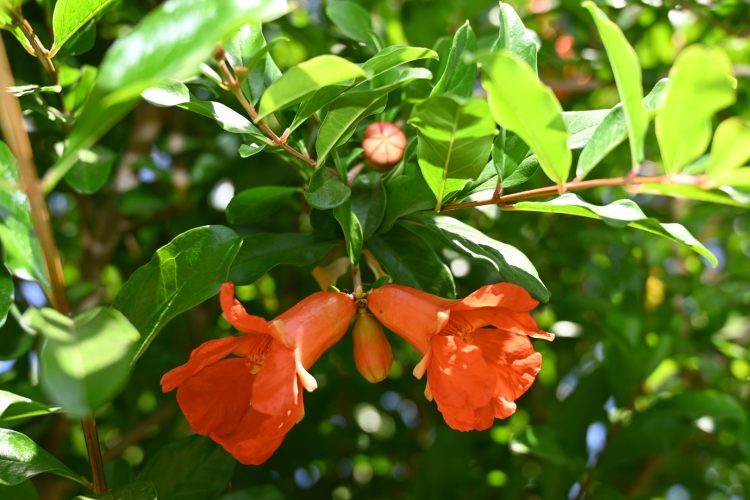 Pomegranate Blossoms on a Pomegranate Tree Managed by He Provides Raised Bed Gardens in Grand Terrace California