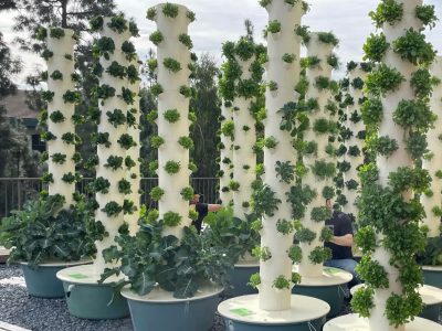 Tower-Gardens-Growing-In-California